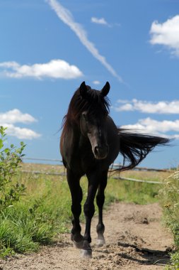 Black horse walk clipart