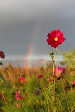 Red flower and rainbow clipart