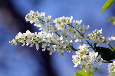 Bird-cherry tree branch clipart