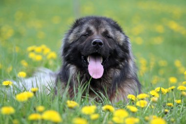 Beyaz sheperd köpek