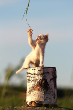 kütük üzerinde oturan beyaz yavru kedi