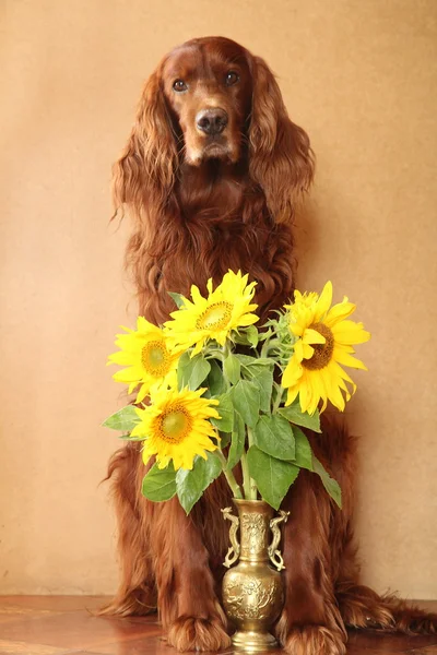 stock image Irish red setter with sunflowers