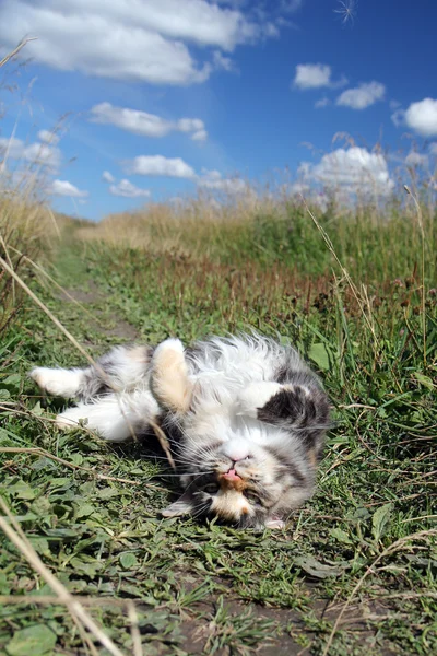 Gato deitado grama verde — Fotografia de Stock