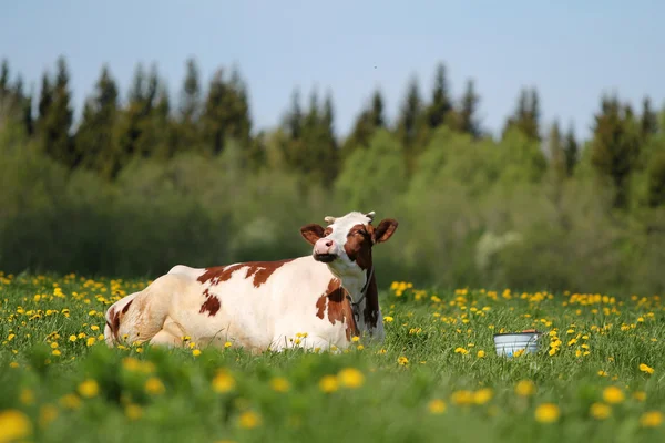Краснопятнистая корова — стоковое фото