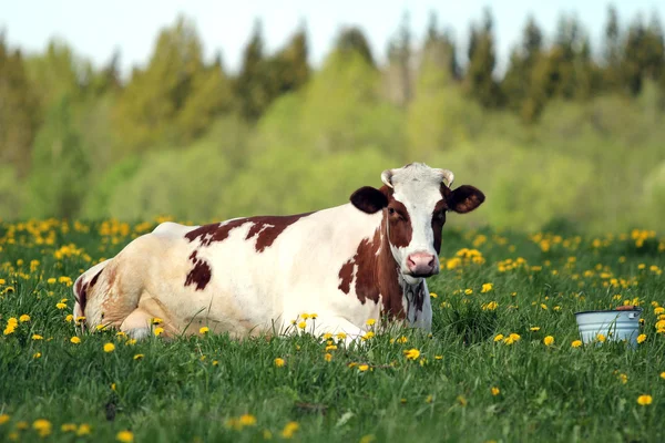 stock image Red spotted cow