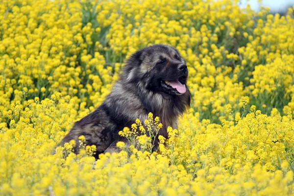 Beyaz sheperd köpek