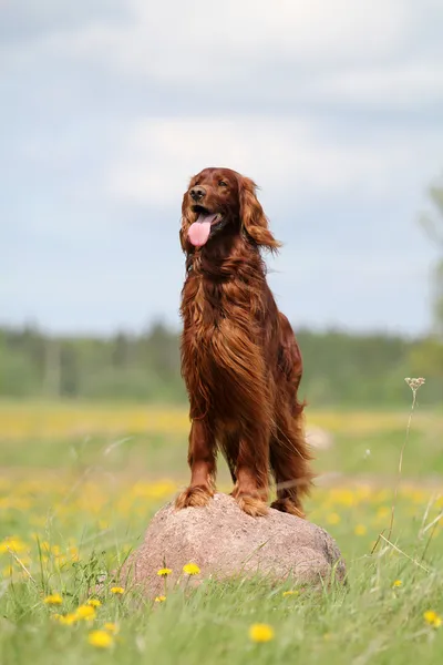 Red irish setter stay in rock — Stock Photo, Image