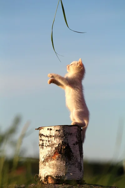 Bílé kotě sedící na pařez — Stock fotografie