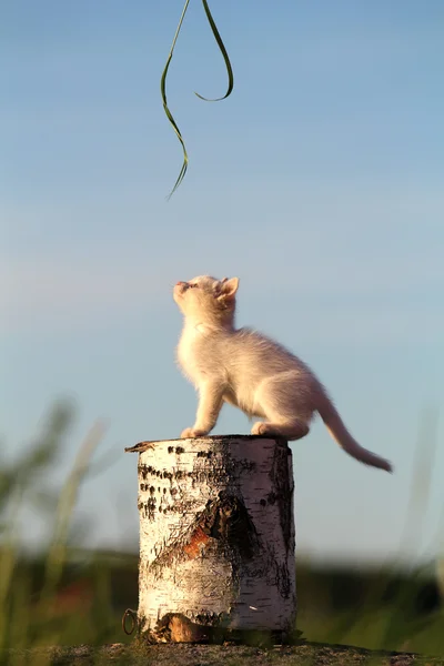 Gatinho branco sentado em um toco — Fotografia de Stock