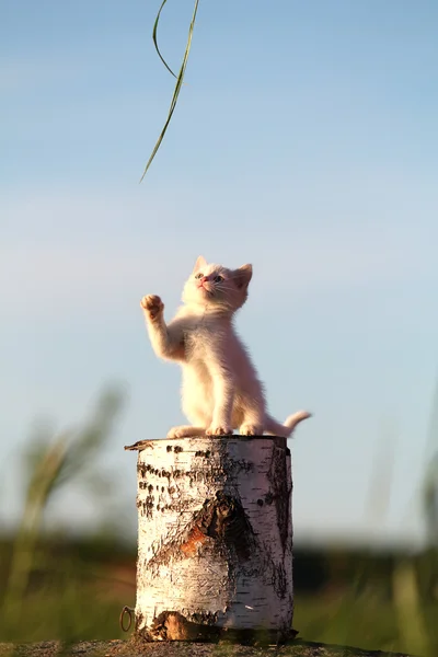kütük üzerinde oturan beyaz yavru kedi