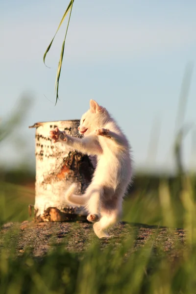 Beyaz yavru kedi dans