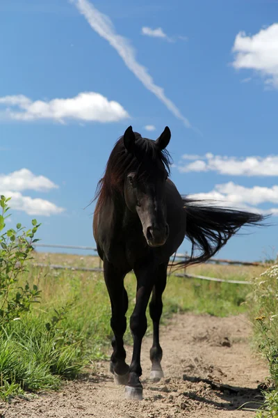 黒い馬の歩行 ロイヤリティフリーのストック写真