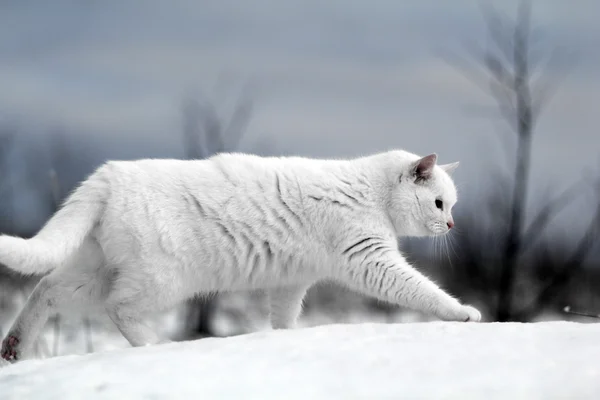 Gato branco no inverno — Fotografia de Stock