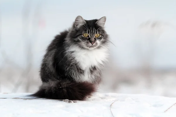Серый кот зимой — стоковое фото