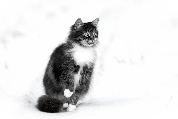 Gato cinza no inverno — Fotografia de Stock