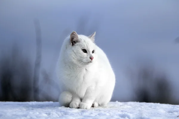 Bílá kočka v zimě — Stock fotografie
