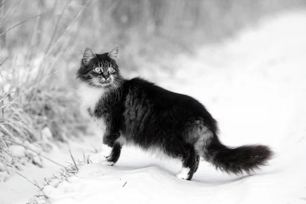 Gato cinza no inverno — Fotografia de Stock