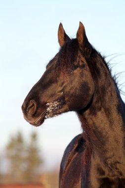 trakehner siyah cins at