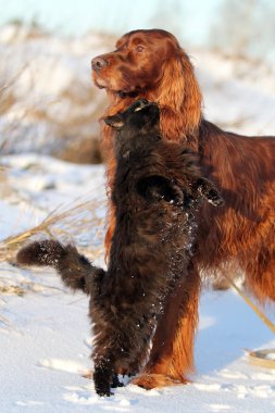 kırmızı köpek ve kara kedi