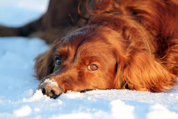 stock image Dog lying in the snow