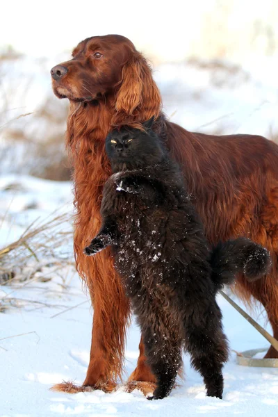 Red dog and black cat — Stock Photo, Image