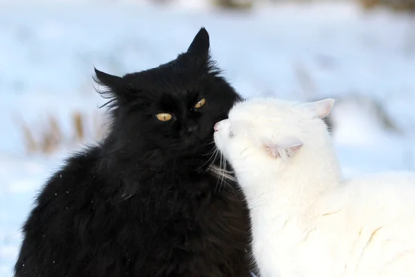 Gatos beijo — Fotografia de Stock