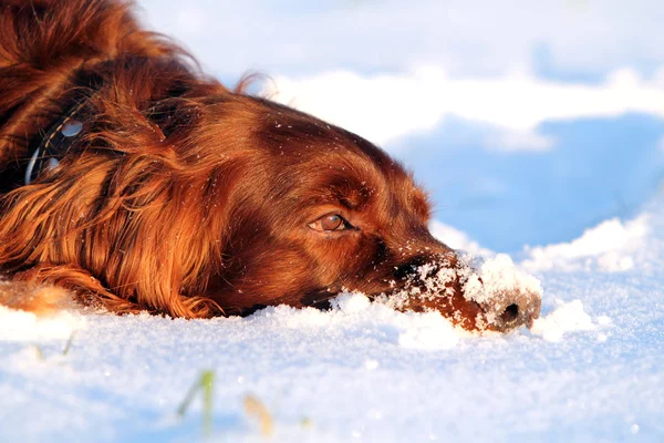 Собака лежить на снігу Стокова Картинка