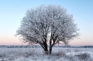 Snow tree at morning clipart