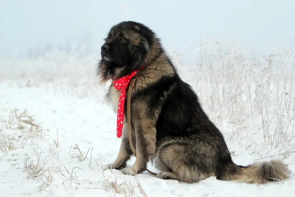 Caucasian shepherd at winter — Stock Photo, Image