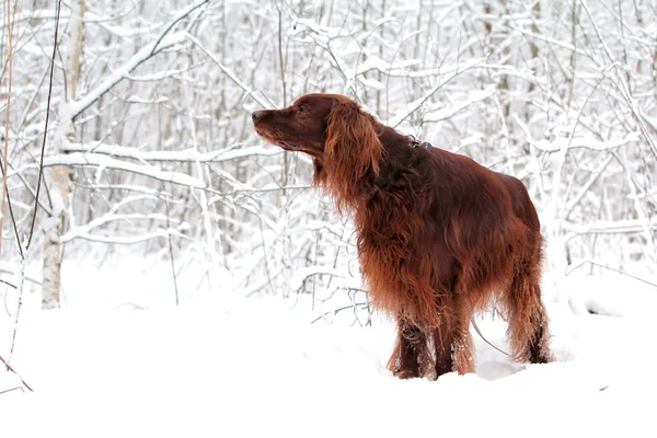 Red Irish setter at winter — Stock Photo, Image