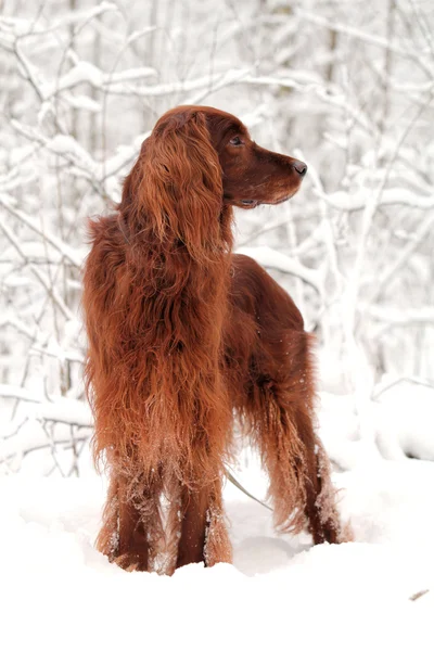 Red Irish setter at winter — Stock Photo, Image
