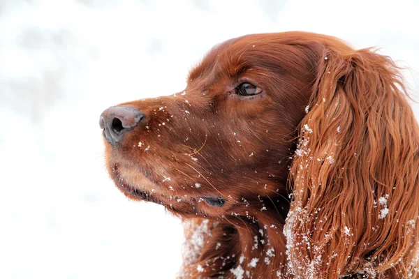 stock image Red Irish setter at winter