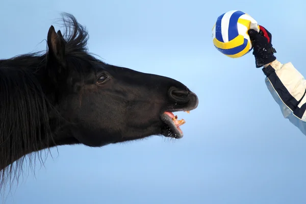 Černý kůň hrát s míčem — Stock fotografie