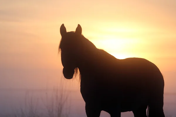 stock image Black Horse in the mist at sunset