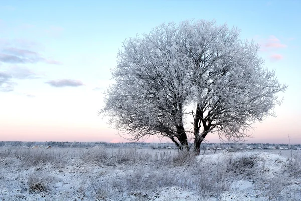朝の雪の木 ロイヤリティフリーのストック写真