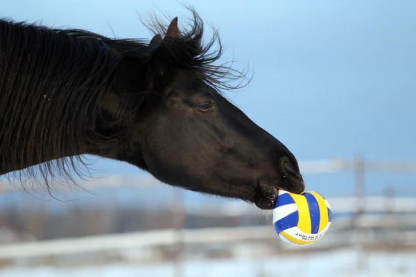 Чорний кінь грає з м'ячем Стокова Картинка