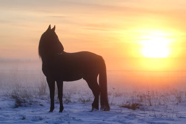 Чорний кінь в тумані на заході сонця Ліцензійні Стокові Фото