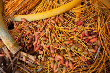 dallar üzerinde tarihleri