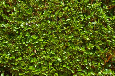 Yeşil bush arka plan