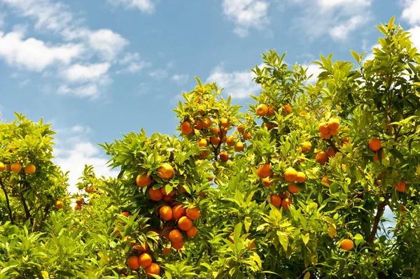 Zielone drzewa pomarańczy — Zdjęcie stockowe