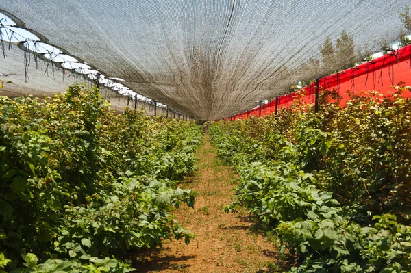 BlackBerry plantation på kibbutz Stockfoto