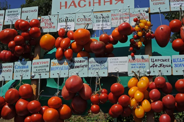 Klasar av tomater Royaltyfria Stockbilder
