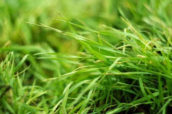 stock image Green grass