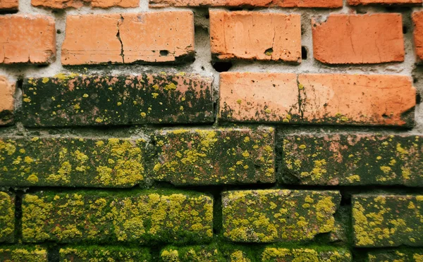 Bricks with mold — Stock Photo, Image