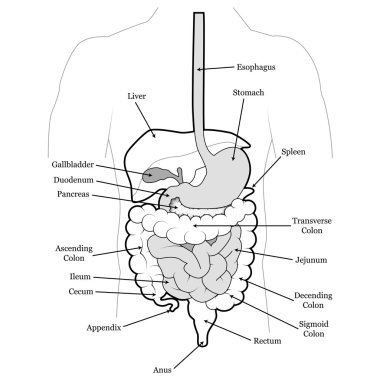Human abdomen organs