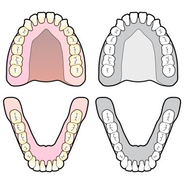 Tooth Dental Chart clipart