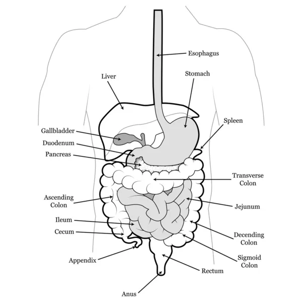 Organes abdominaux humains — Image vectorielle
