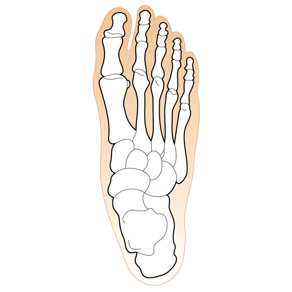 Kości ludzkiej stopy — Wektor stockowy