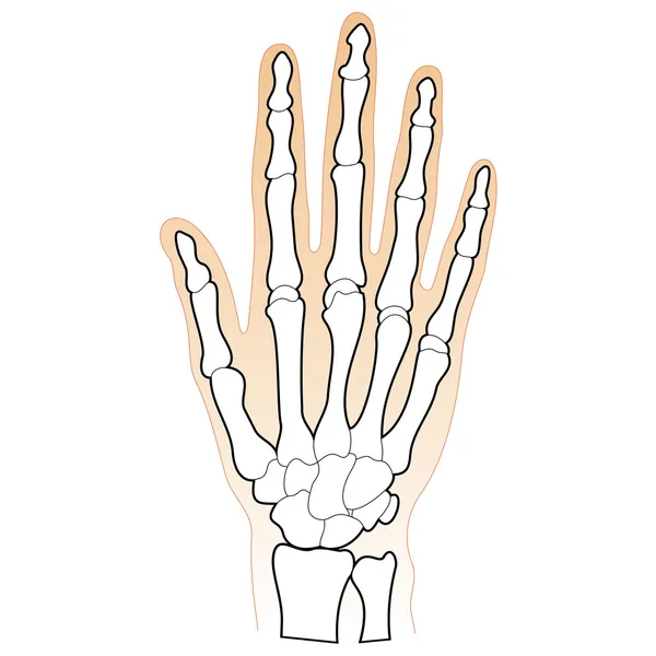 Huesos de la mano humana — Archivo Imágenes Vectoriales