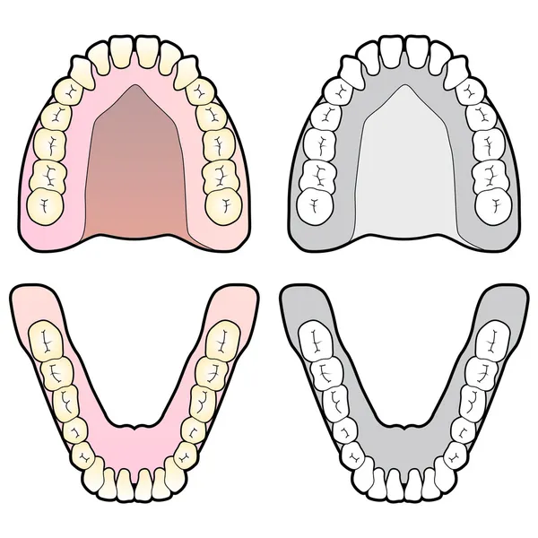 Tand tandheelkundige grafiek Vectorbeelden